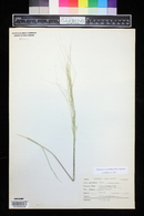 Hesperostipa comata image