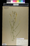 Melilotus officinalis image