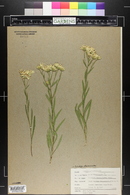 Solidago ptarmicoides image