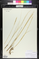 Pascopyrum smithii image