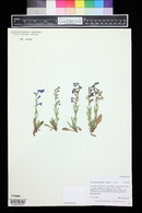 Penstemon humilis image