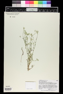 Cryptantha gracilis image