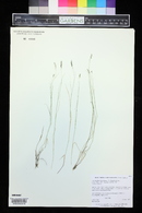 Muhlenbergia richardsonis image