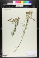Senecio spartioides var. multicapitatus image