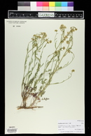 Lepidium montanum image