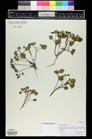 Phacelia demissa image