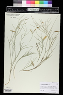 Astragalus convallarius image