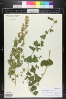 Brickellia californica image