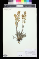 Pedicularis parryi image