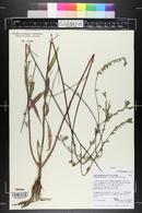 Oenothera coloradensis image