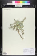 Physaria parviflora image