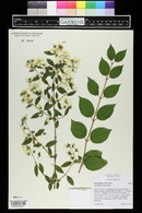 Philadelphus lewisii image