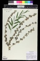 Buddleja alternifolia image
