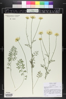 Tanacetum cinerariifolium image