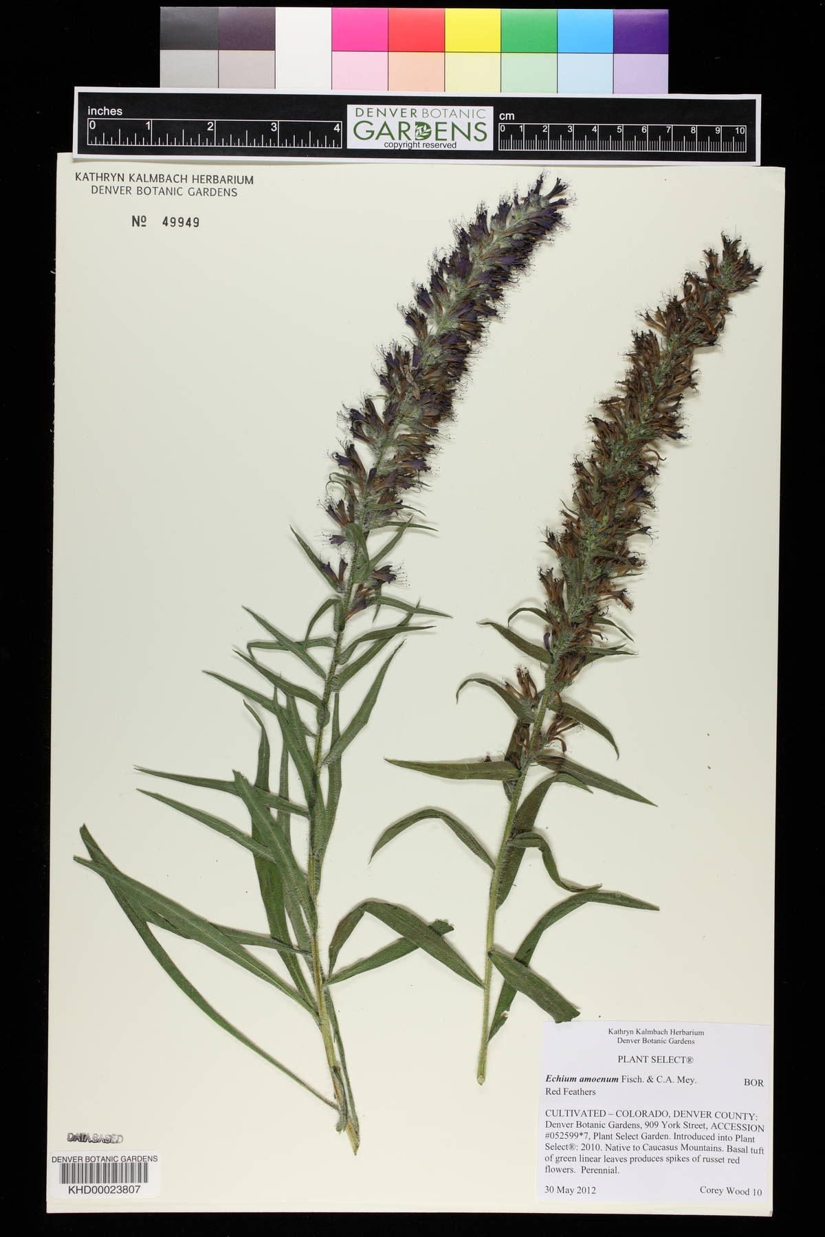 Echium amoenum image