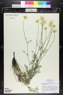 Tanacetum cinerariifolium image