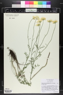 Tanacetum cinerariifolium image