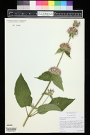 Phlomis cashmeriana image