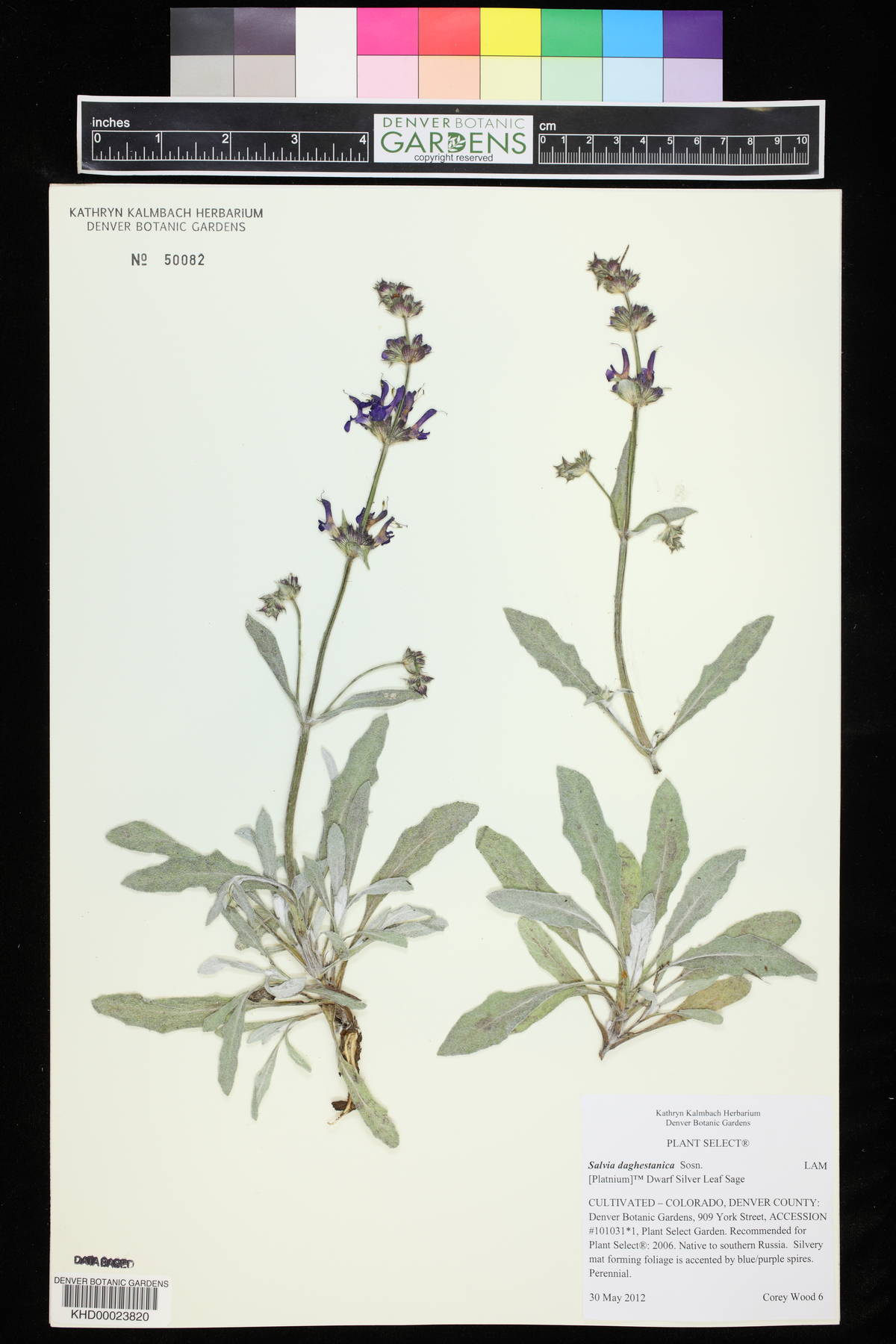 Salvia canescens image