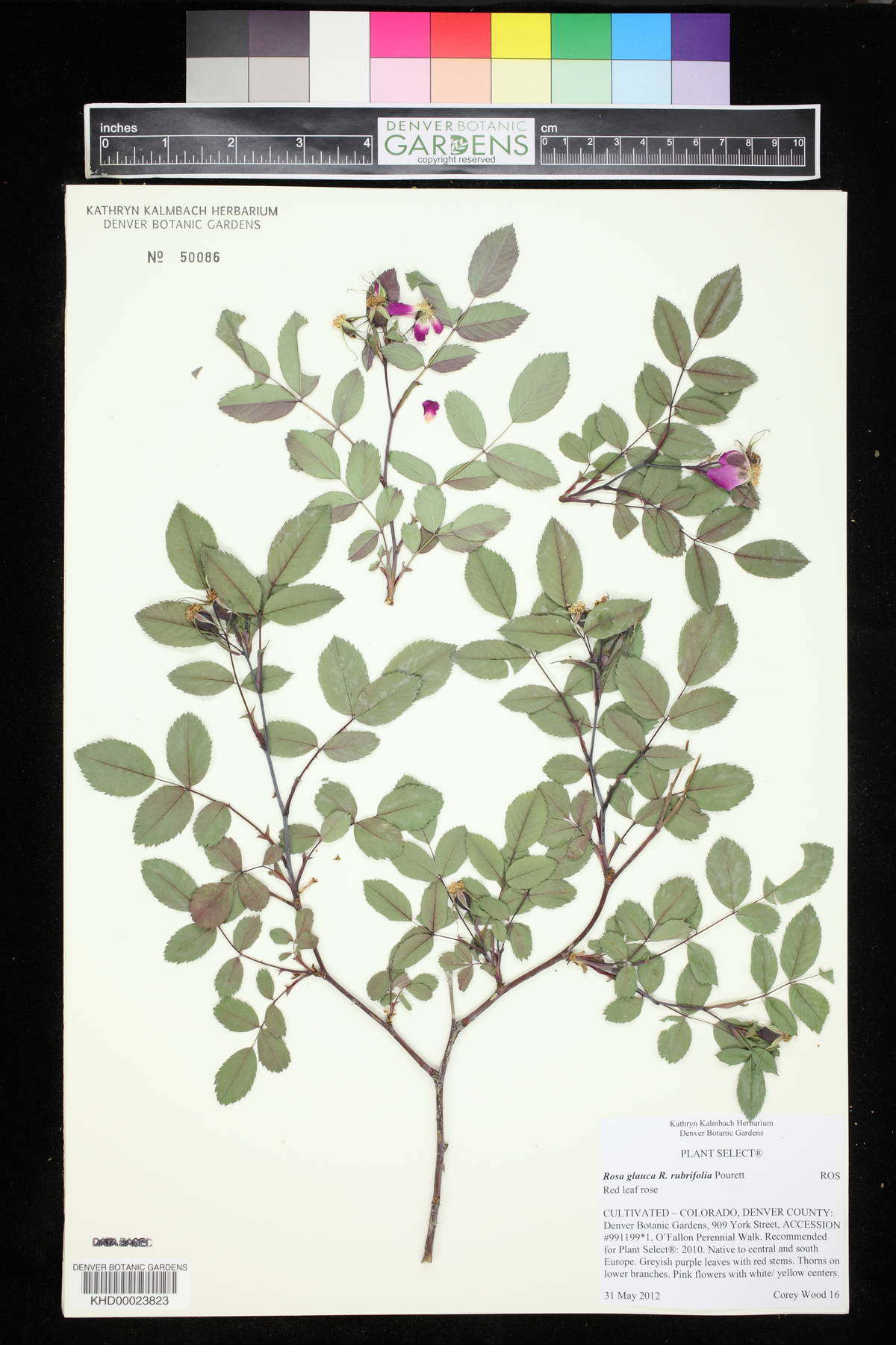 Rosa glauca image