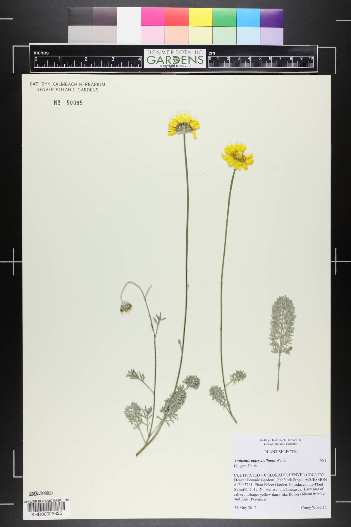 Anthemis marschalliana image