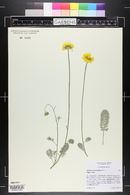 Anthemis marschalliana image