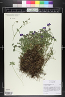 Geranium magniflorum image