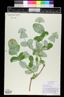 Lonicera reticulata image