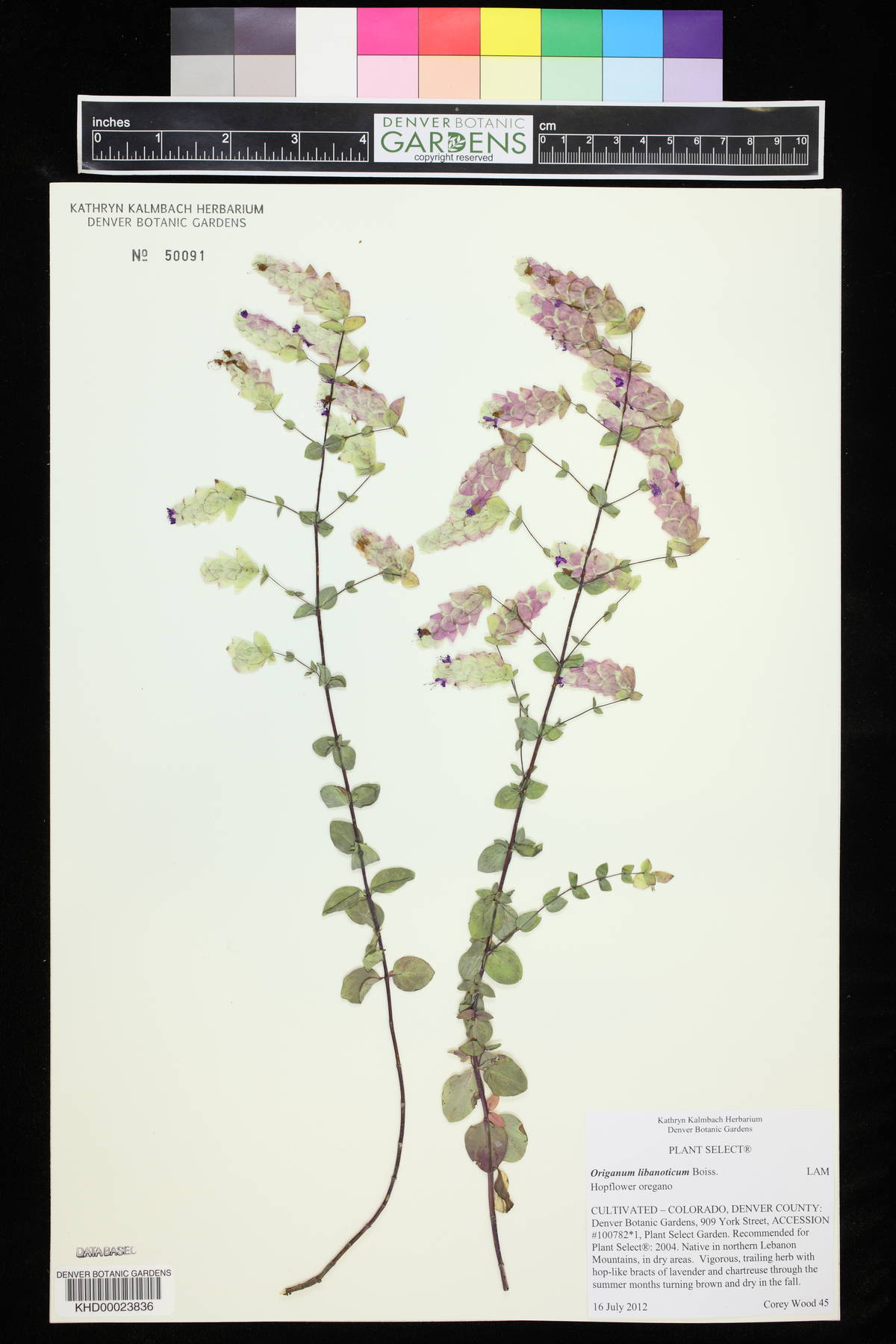 Origanum libanoticum image