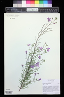 Epilobium fleischeri image