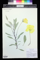Oenothera macrocarpa subsp. incana image