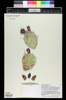 Opuntia phaeacantha image