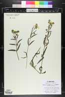 Heliomeris multiflora image