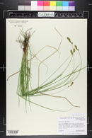 Carex occidentalis image