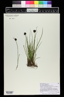 Juncus mertensianus image