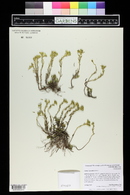 Sedum lanceolatum image