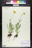 Arnica fulgens image