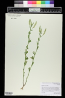 Melilotus albus image