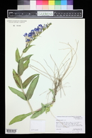 Penstemon glaber image