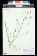 Eriogonum alatum image