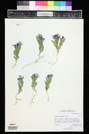 Scutellaria brittonii image