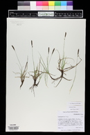 Carex hallii image