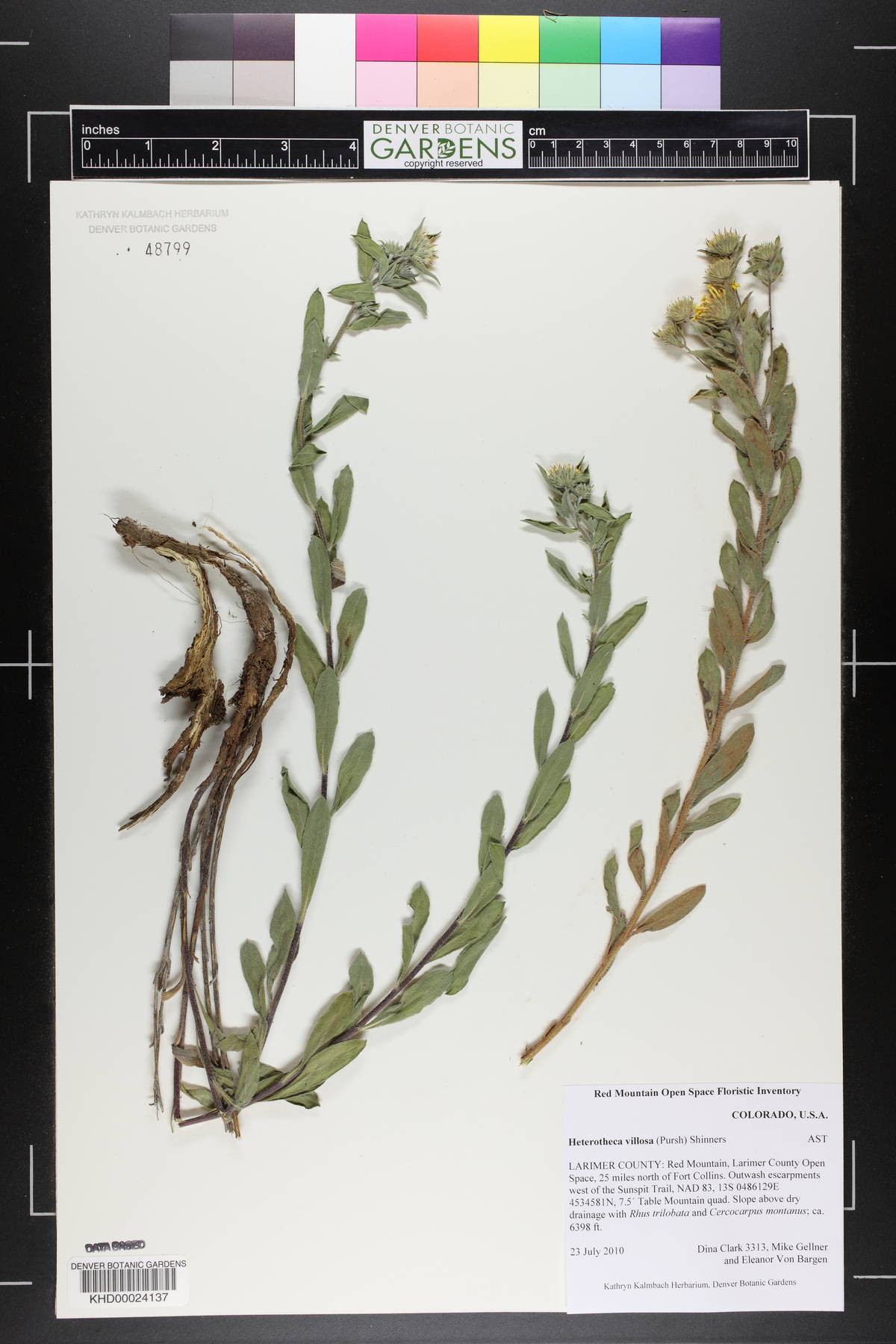 Heterotheca villosa var. villosa image