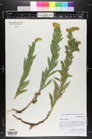 Solidago canadensis image