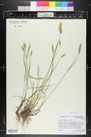 Agropyron cristatum image