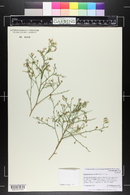 Stephanomeria pauciflora image