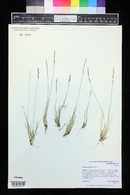 Festuca saximontana image