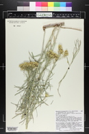 Ericameria nauseosa var. graveolens image