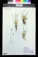 Festuca brachyphylla image