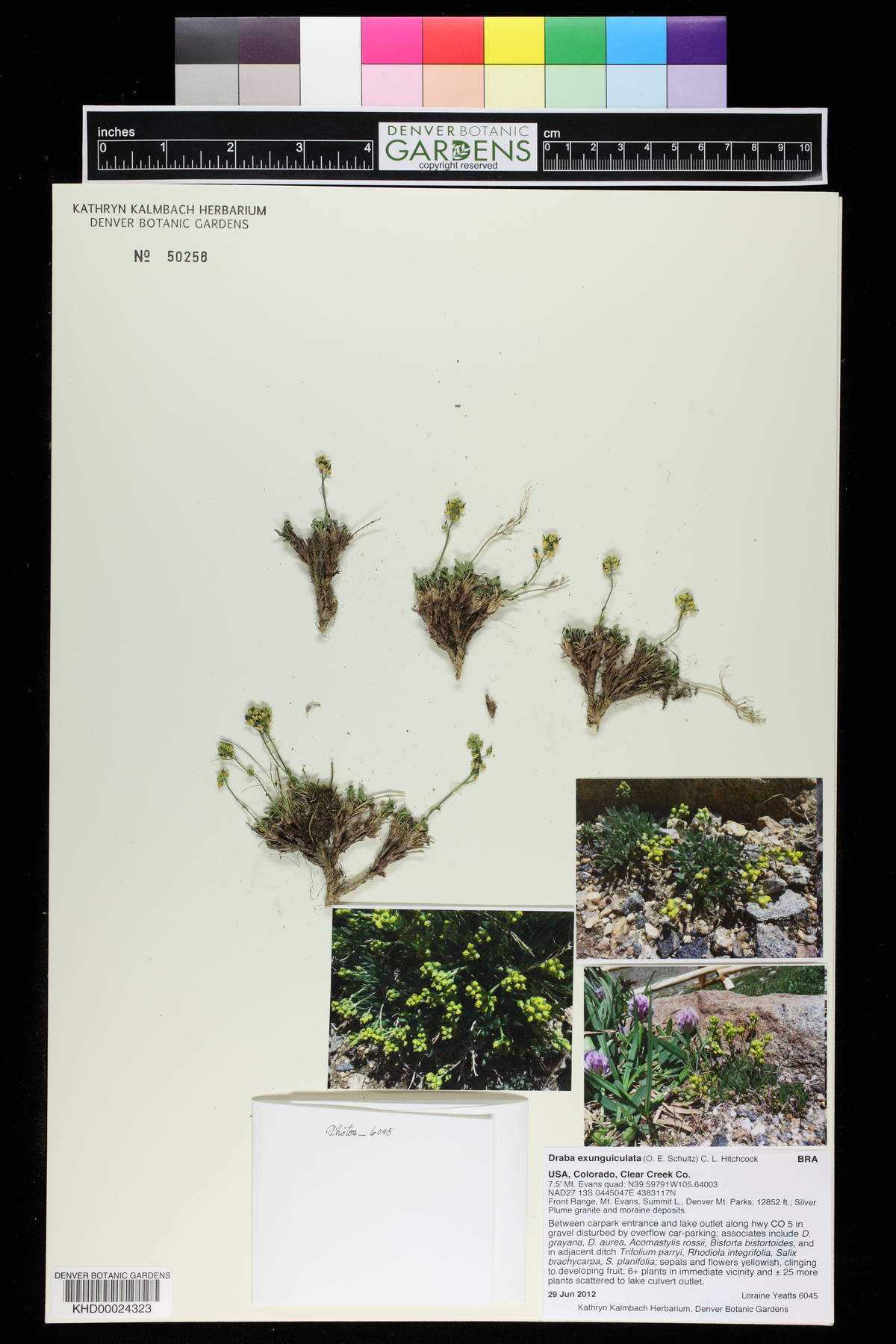 Draba exunguiculata image